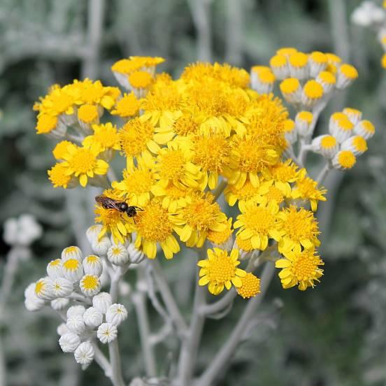 Vivaces - FLEURANDIE