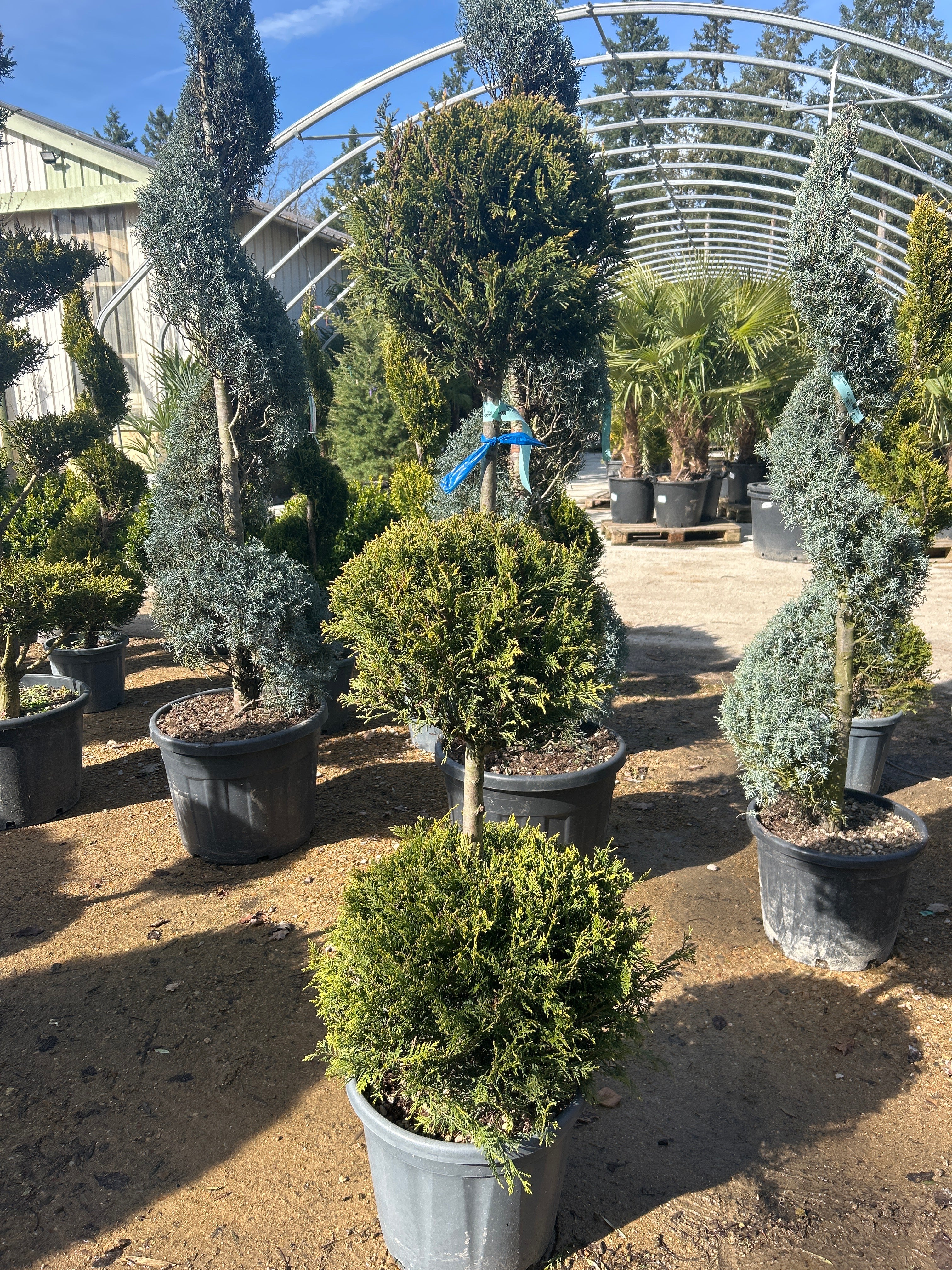 Cyprès de Leyland 'Castlewellan Gold' (Topiaire)