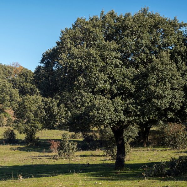 Chêne vert - Quercus ilex