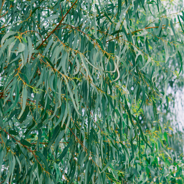 Gommier bleu - Eucalyptus globulus