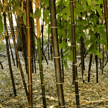 Bambou à cannes noires - Phyllostachys nigra