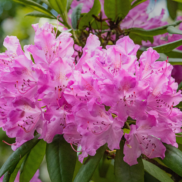 Rhododendron 'Roseum Elegans' - Rhododendron 'Roseum Elegans'