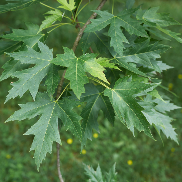 Érable Argenté - Acer Saccharinum