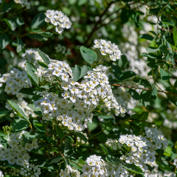 Spirée de vanhoutte - Spiraea vanhouttei