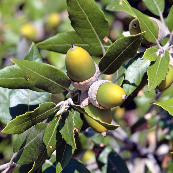 Chêne vert - Quercus ilex