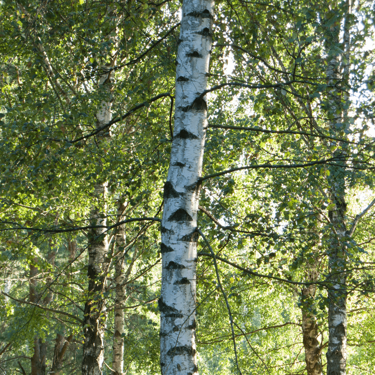 Bouleau commun - Betula pendula - FLEURANDIE