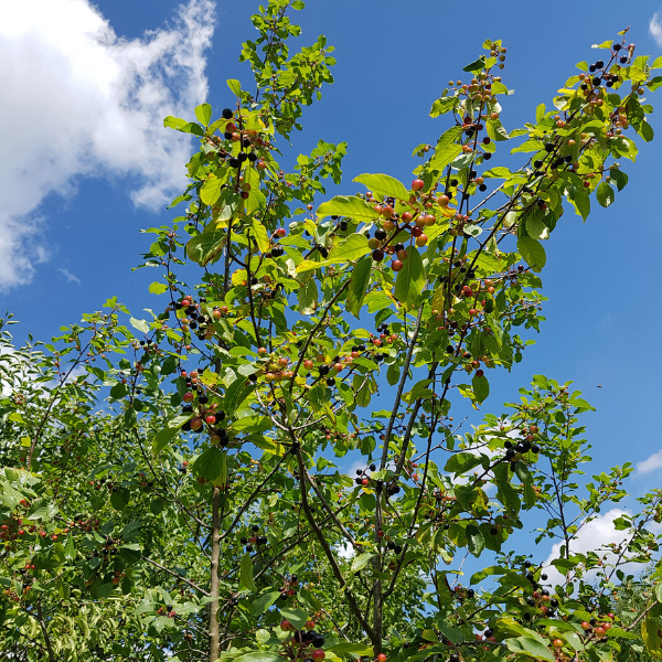 Bourdaine frangula Frabgula – FLEURANDIE