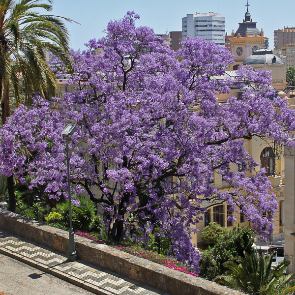Arbre impérial - Paulownia tomentosa
