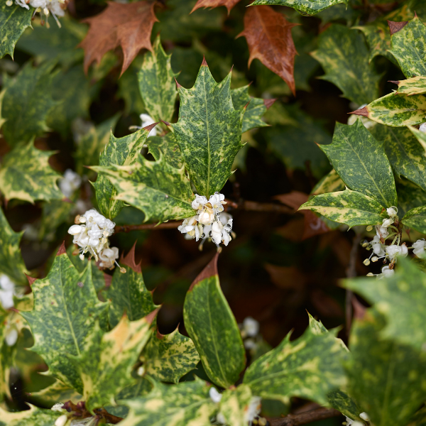 Osmanthe à feuilles variables 'Goshiki' - Osmanthus heterophyllus 'Tricolor'
