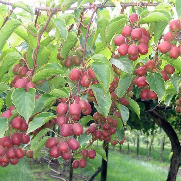 Kiwi 'Ken's Red' - Actinidia Ken's Red