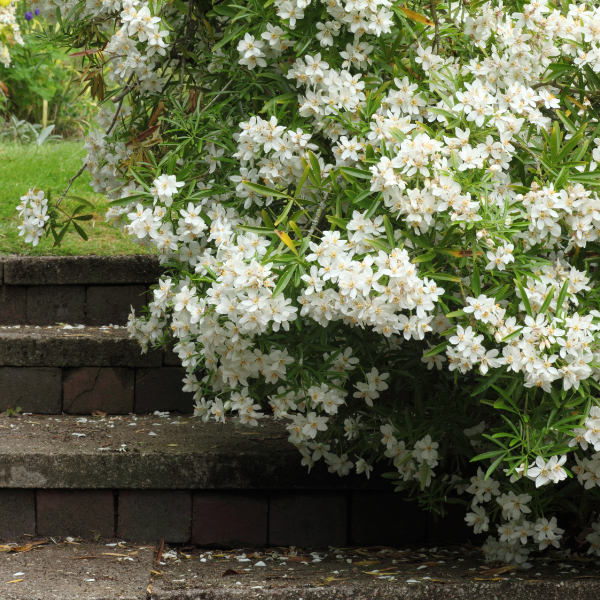 Oranger du Mexique 'Sundance' - Choisya ternata 'Sundance'