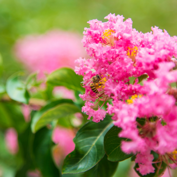 Lilas des Indes indica Rose - Lagerstroemia indica Rosea