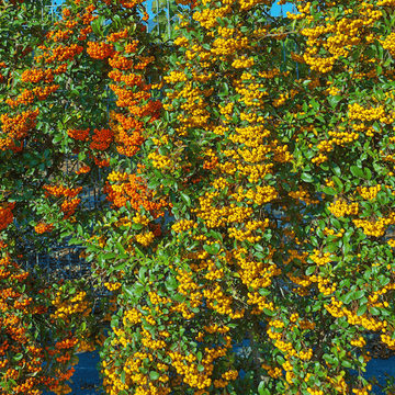 Buisson ardent 'Soleil D'or' - Pyracantha 'Soleil D'Or'