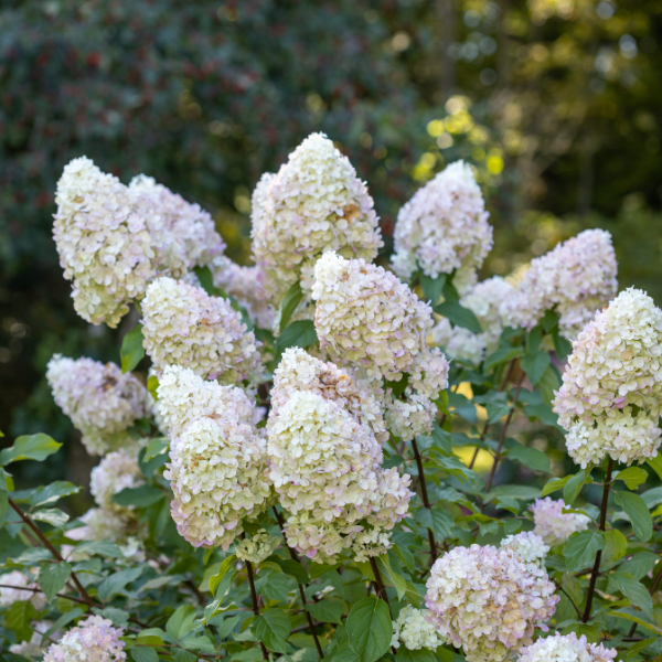 Hortensia paniculé à grandes fleurs - Hydrangea paniculata 'Grandiflora'