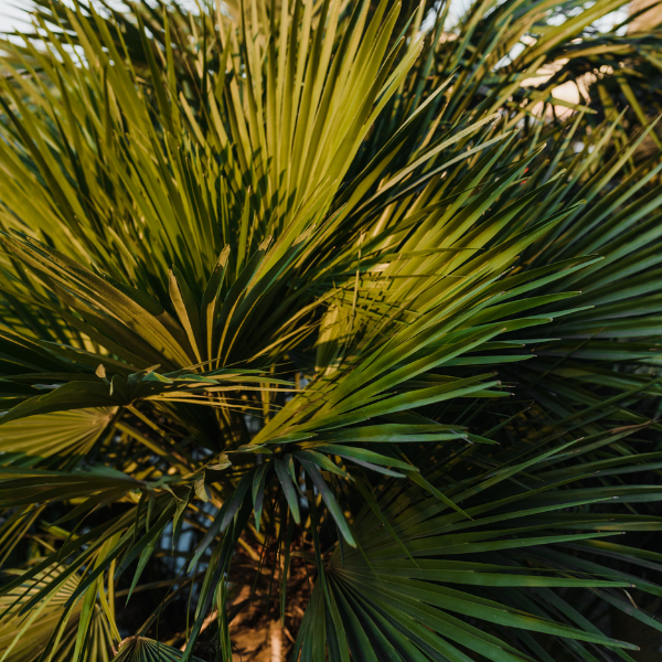 Palmier nain 'Vulcano' - Chamaerops humilis 'Vulcano'