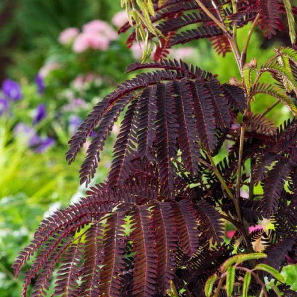 Arbre de soie 'Summer Chocolate' - Albizia julibrissin 'Summer Chocolate