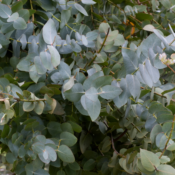 Gommier cidre France Bleu® - Eucalyptus gunnii 'France Bleu®'