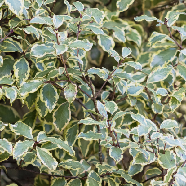 Pittosporum à petites feuilles 'Variegatum' - Pittosporum tenuifolium 'Variegatum'