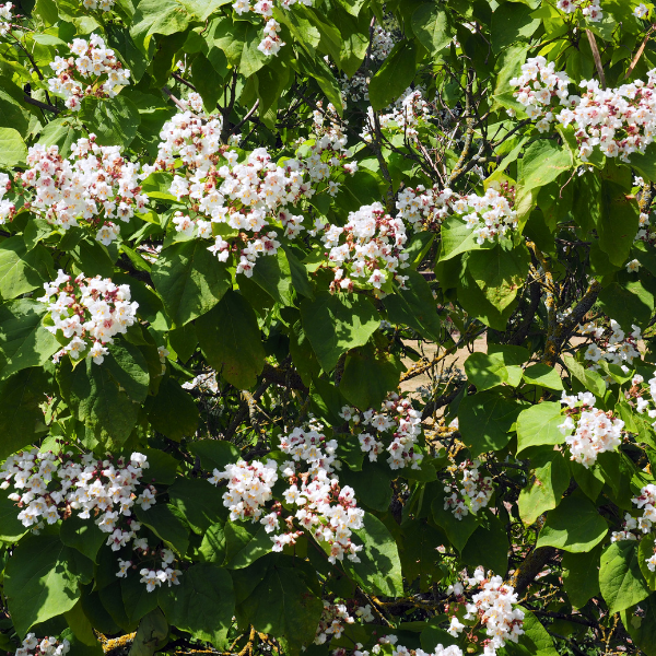 Catalpa de Caroline - Catalpa bignonioides