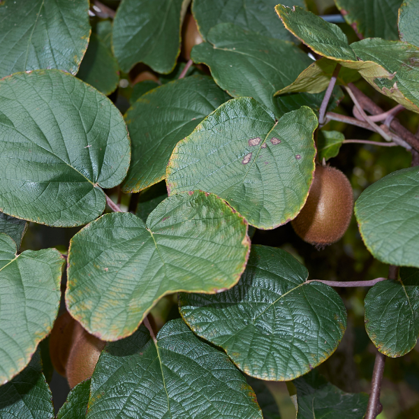 Kiwi 'Tomuri' mâle - Actinidia deliciosa 'Tomuri'