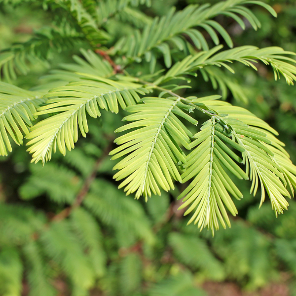 Metasequoia glyptostroboides - Metasequoia glyptostroboides