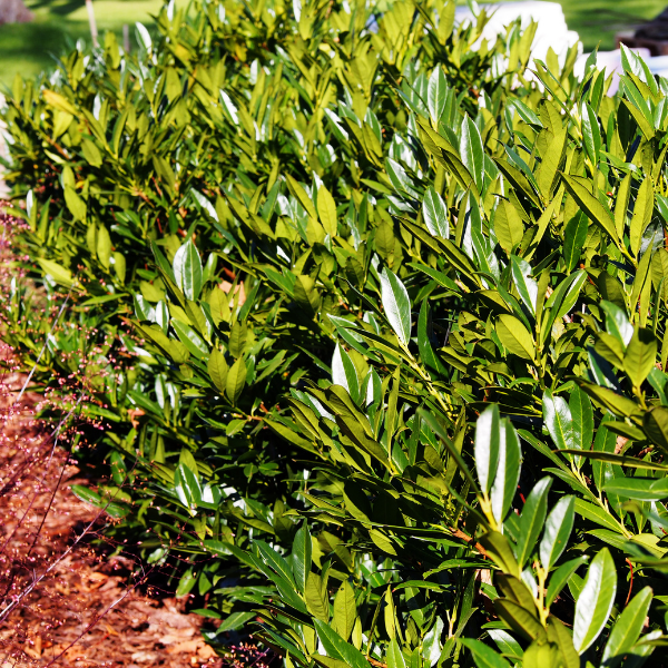 Laurier-Cerise, Laurier palme 'Rotundifolia' - Prunus laurocerasus 'Rotundifolia'
