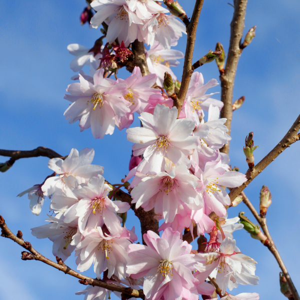 Cerisier du Japon 'Autumnalis Rosea' - Prunus subhirtella 'Autumnalis Rosea'