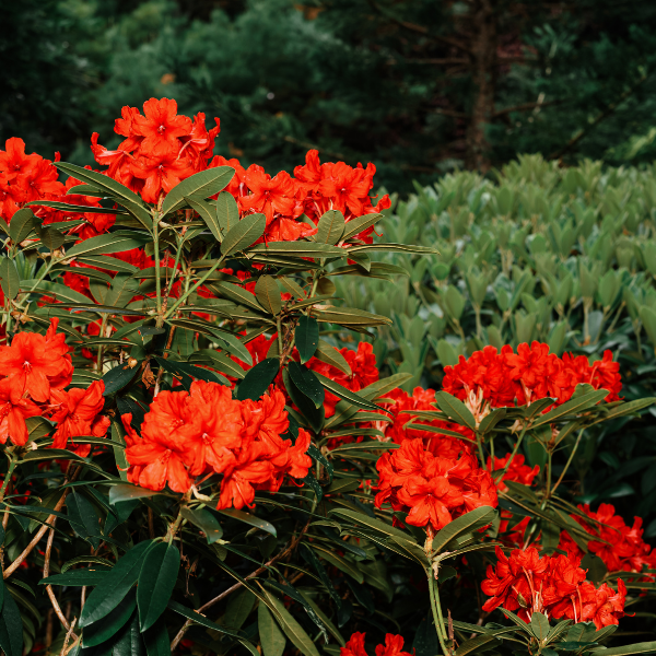 Rhododendron 'Vulcan's Flame' - Rhododendron 'Vulcan's Flame'