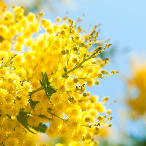 Mimosa des 4 saisons Lisette - Acacia retinodes