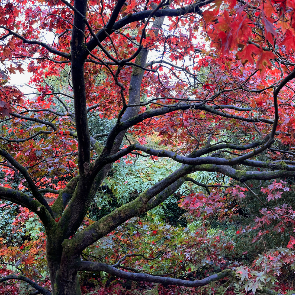 Érable du Japon 'Atropurpureum' - Acer palmatum 'Atropurpureum'
