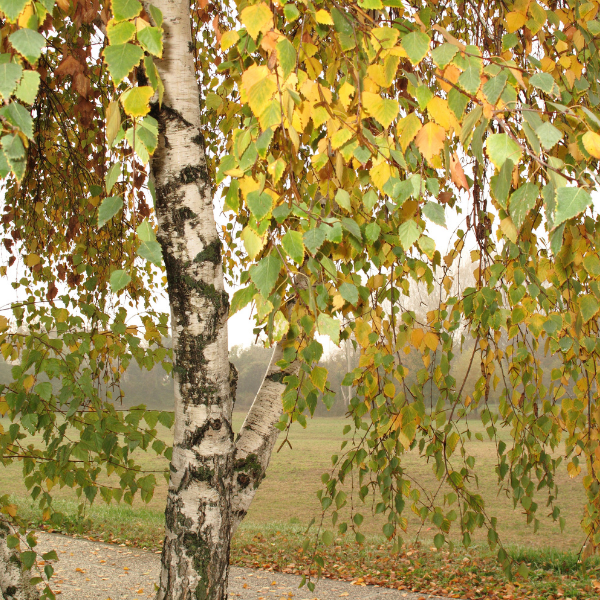 Bouleau commun 'alba' - Betula pendula alba