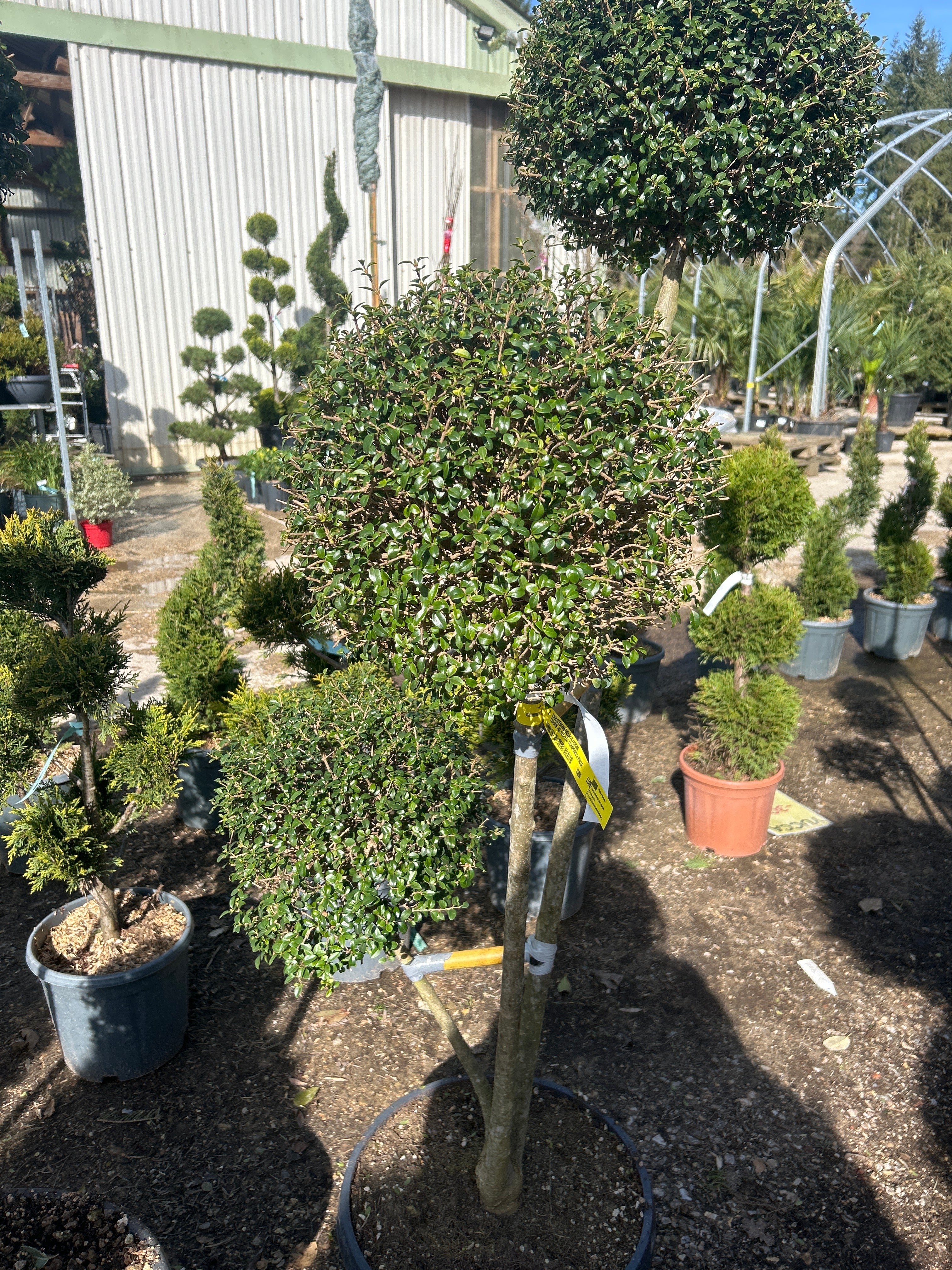 Troène Ibota - Ligustrum delavayanum