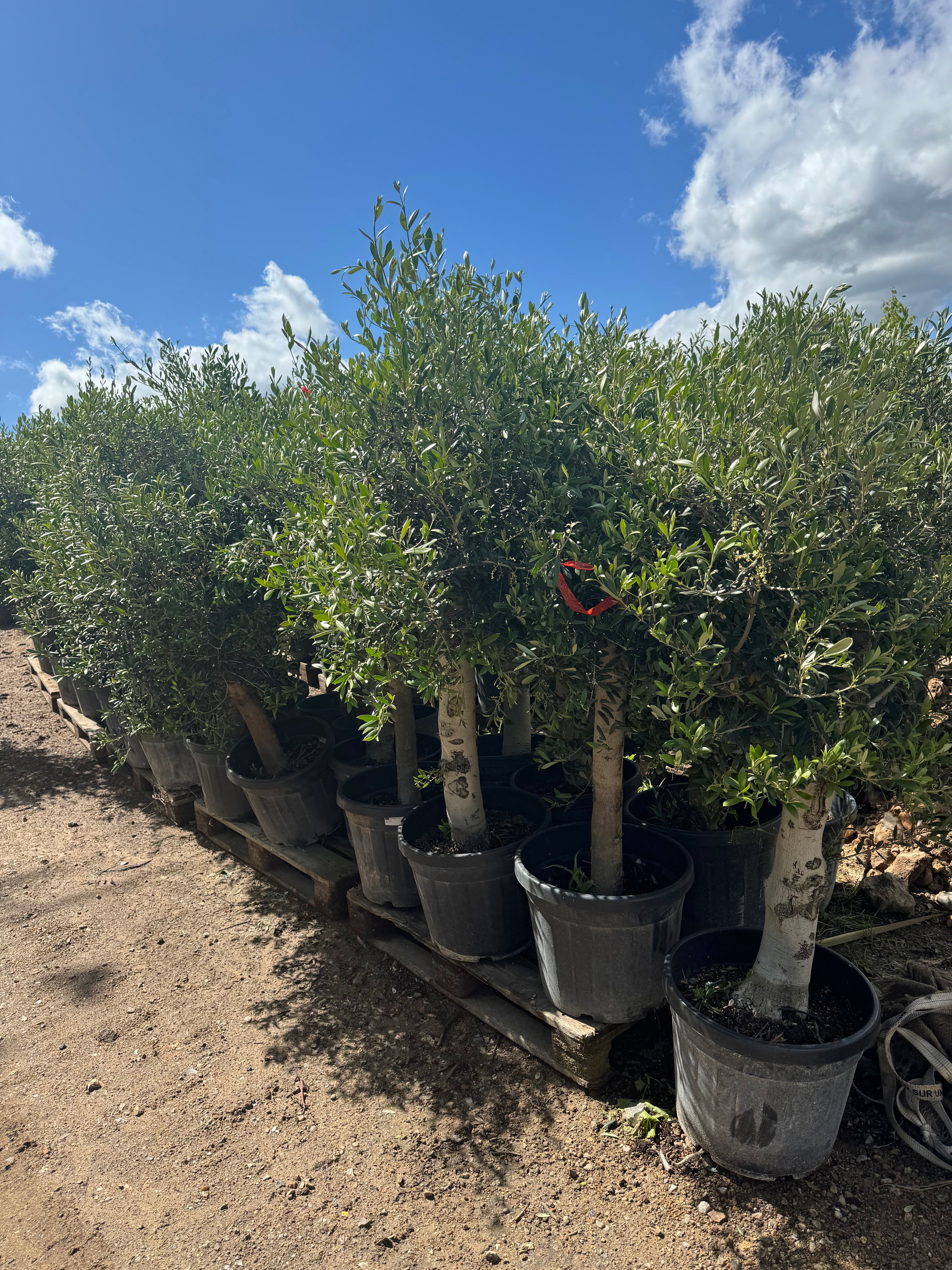 Olivier D'Europe - Olea Europea Tige 45L