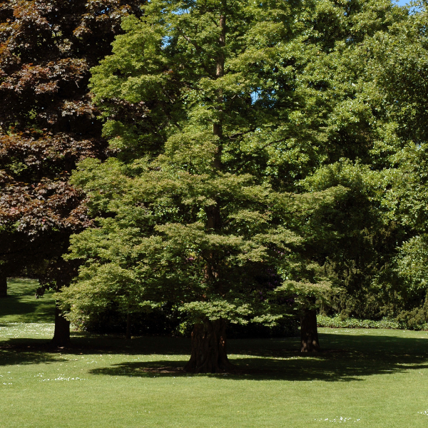 Metasequoia glyptostroboides - Metasequoia glyptostroboides