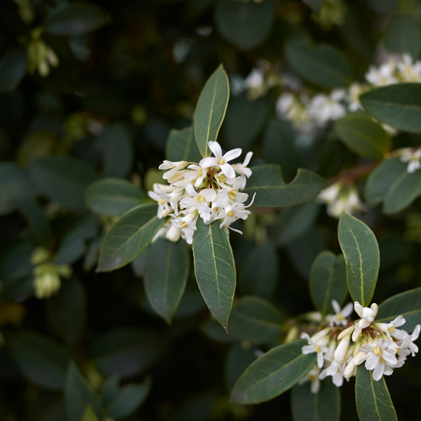 Osmanthe de Burkwood - Osmanthus x burkwoodii