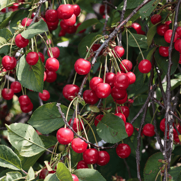 Cerisier 'Bigarreau Burlat' - Prunus avium 'Bigarreau Burlat'