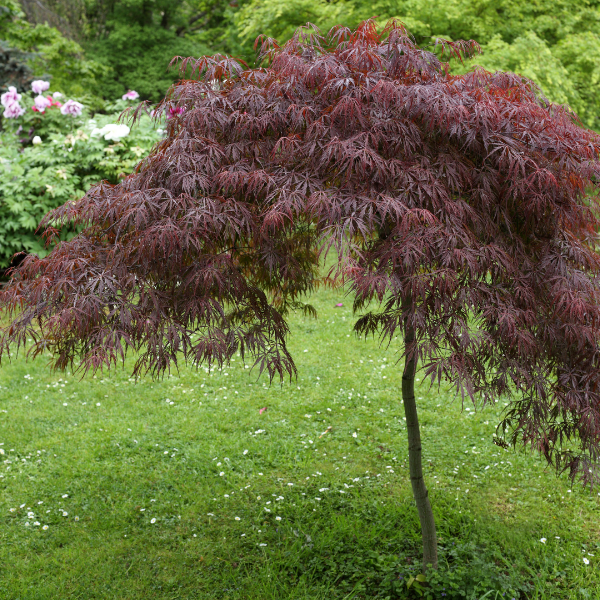 Erable du Japon 'Trompenberg' - Acer palmatum 'Trompenberg'