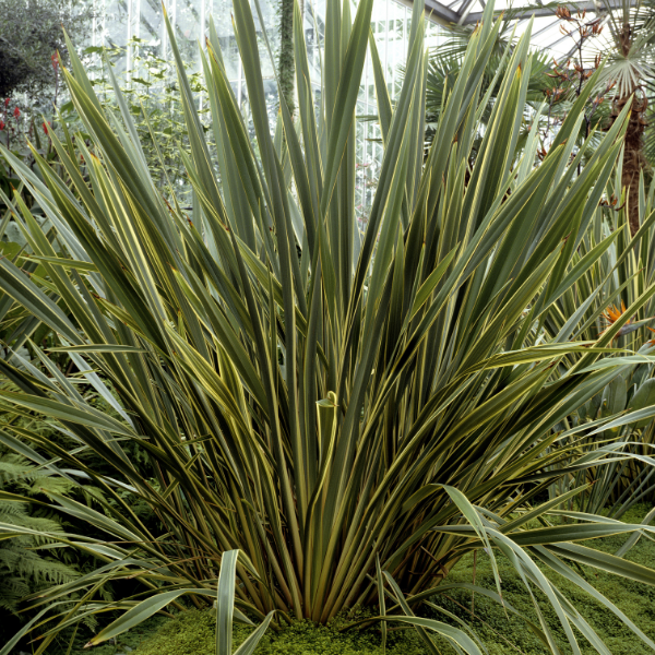 Lin de nouvelle Zélande ' Variegata'