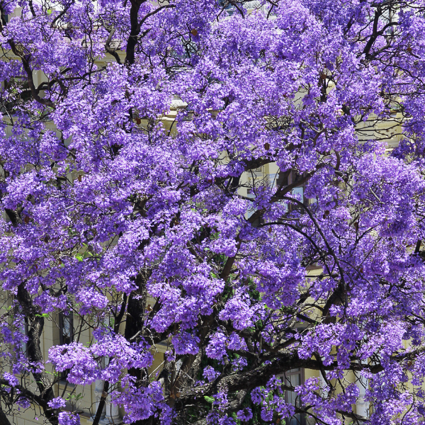 Arbre impérial - Paulownia tomentosa