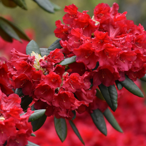 Rhododendron 'Vulcan's Flame' - Rhododendron 'Vulcan's Flame'