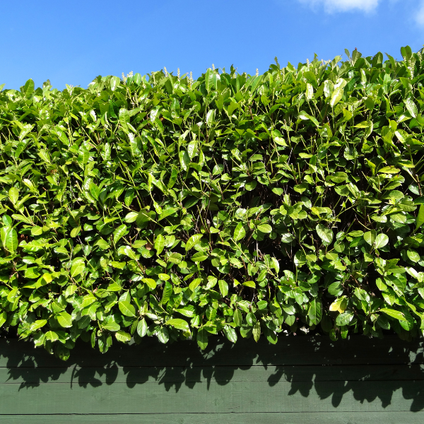 Laurier-Cerise, Laurier palme 'Rotundifolia' - Prunus laurocerasus 'Rotundifolia'