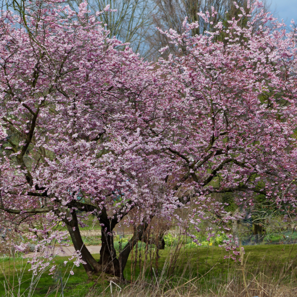 Cerisier du Japon 'Pendula' - Prunus subhirtella 'Pendula rosea'