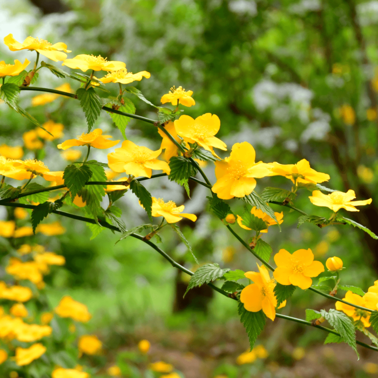 Corète du Japon 'Pleniflora' - Kerria Japonica 'Pleniflora