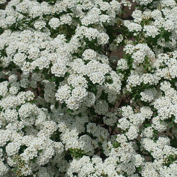 Spirée de vanhoutte - Spiraea vanhouttei