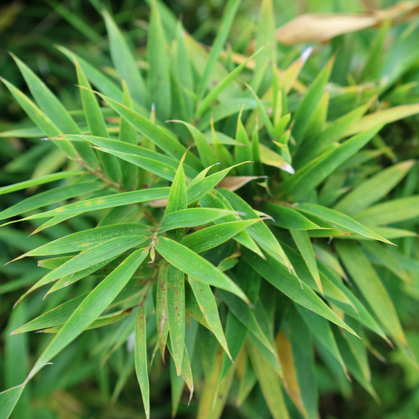 Bambou non traçant Fargesia angustissima - Fargesia angustissima