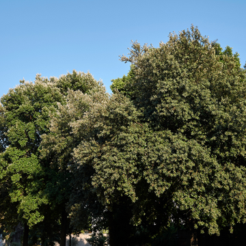 Chêne vert - Quercus ilex