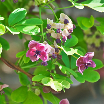 Akébie à cinq feuilles - Akebia quinata
