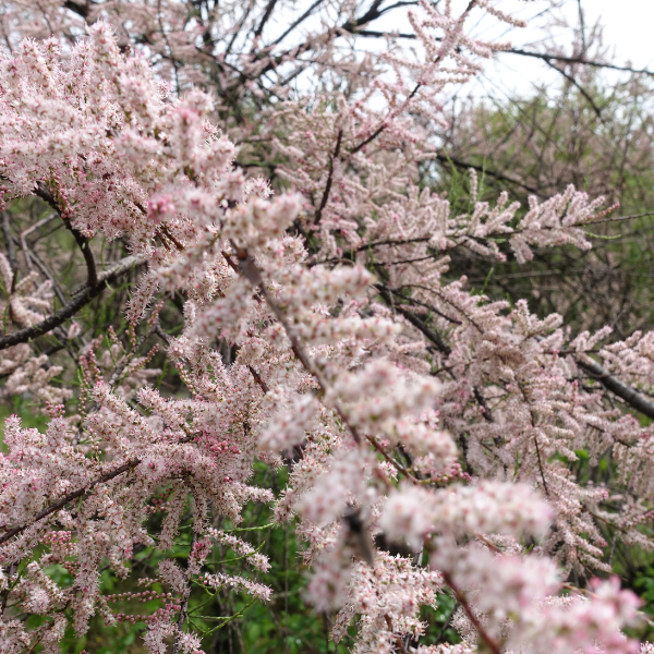 Tamaris d'été 'Pink Cascade' - Tamarix ramosissima 'Pink Cascade'