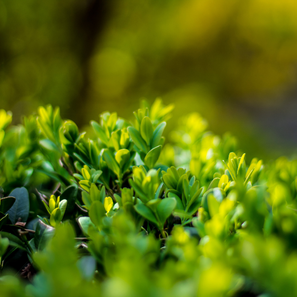 Houx crénelé - Ilex crenata