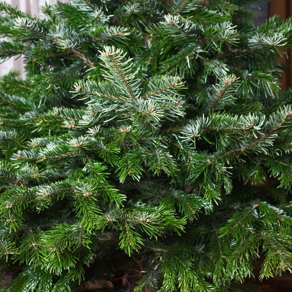 Sapin Nordmann